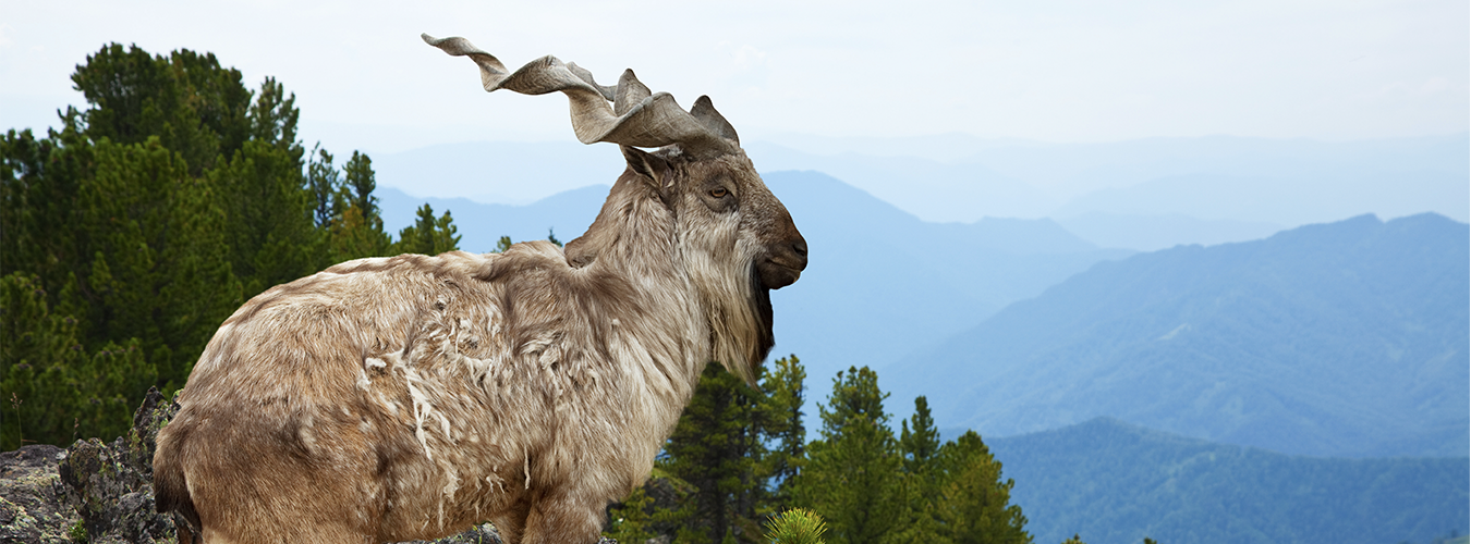 Markhor Wild Goat